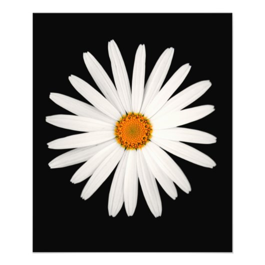 Daisy Blume Fotodruck (Vorne)