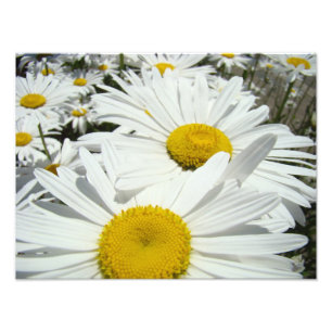 Daisy Blume Fotografie druckt Daisies