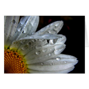 Daisy Blume Macro