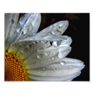 Daisy Blume Macro Fotodruck