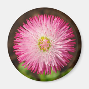 Daisy Blume - Magnet