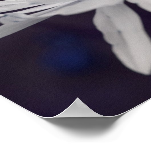 Daisy Blume mit Blue Center Abstrakt Poster (Ecke)