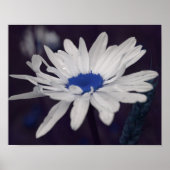 Daisy Blume mit Blue Center Abstrakt Poster (Vorne)