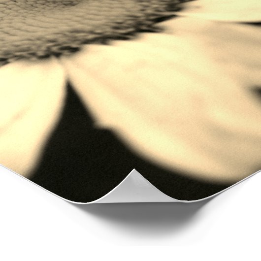 Daisy-Blume mit Raindrops Sepia Poster (Ecke)