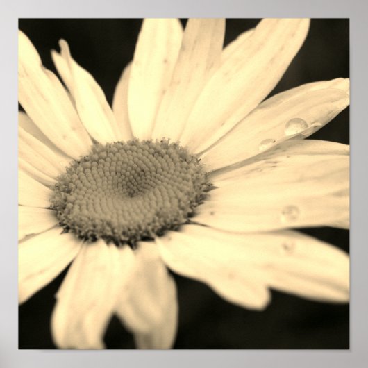 Daisy-Blume mit Raindrops Sepia Poster (Vorne)