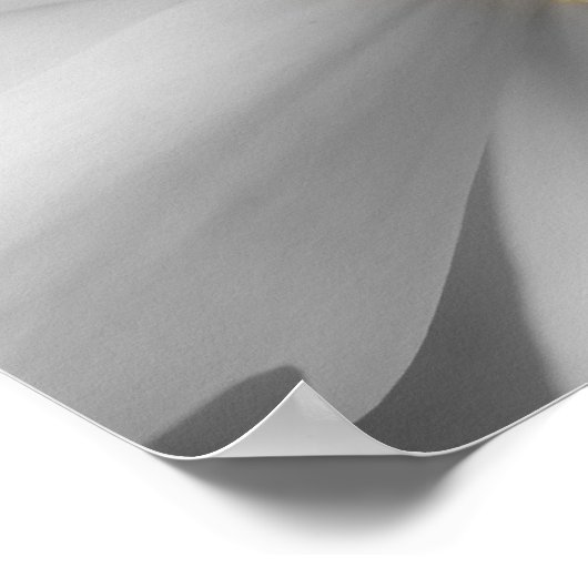 Daisy Blume Petals partielle Farbe Poster (Ecke)