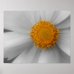 Daisy Blume Petals partielle Farbe Poster