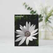 Daisy Blume Postcard Postkarte (Stehend Vorderseite)