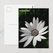 Daisy Blume Postcard Postkarte (Vorne/Hinten)