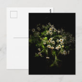 Daisy, Blume Postcard Postkarte (Vorne/Hinten)