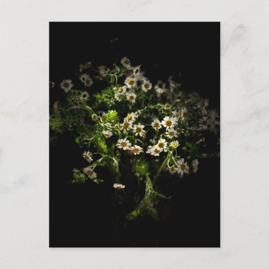 Daisy, Blume Postcard Postkarte (Vorderseite)