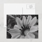 Daisy Blume Postcard Postkarte (Vorne/Hinten)