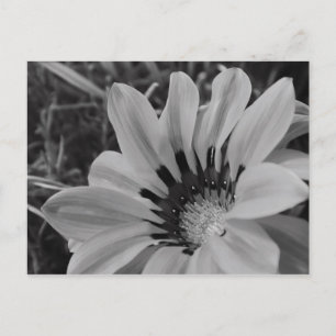 Daisy Blume Postcard Postkarte