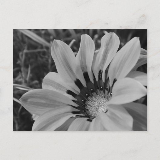 Daisy Blume Postcard Postkarte (Vorderseite)