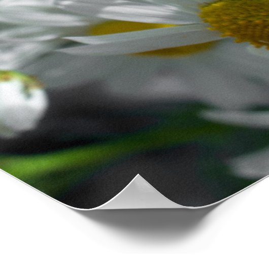 Daisy Blume Poster (Ecke)