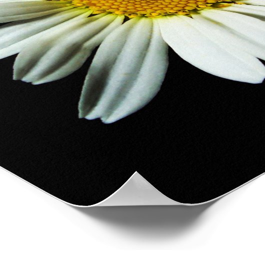 Daisy Blume Poster (Ecke)
