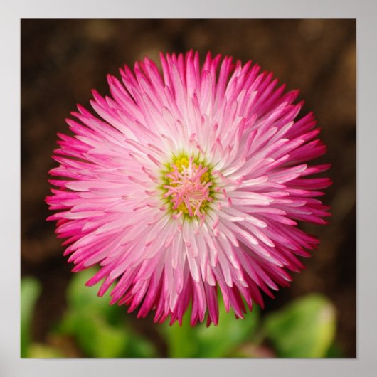 Daisy Blume - Poster (Vorne)