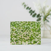 Daisy Blume Postkarte (Stehend Vorderseite)