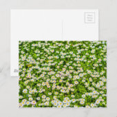 Daisy Blume Postkarte (Vorne/Hinten)