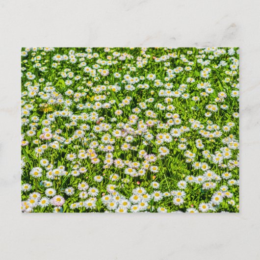 Daisy Blume Postkarte (Vorderseite)