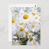 Daisy Blume Postkarte (Vorne/Hinten)