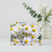 Daisy Blume Postkarte (Stehend Vorderseite)