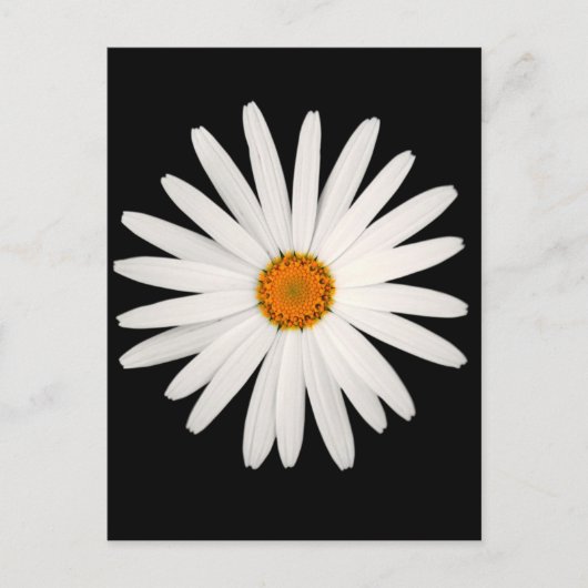 Daisy Blume Postkarte (Vorderseite)