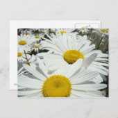 Daisy Blume Postkarten hinzufügen (Vorne/Hinten)