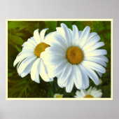 Daisy Blume Print Classic Daisies Poster Print (Vorne)