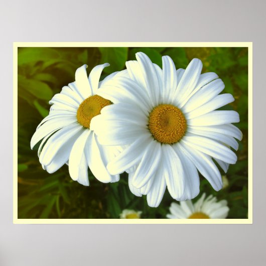 Daisy Blume Print Classic Daisies Poster Print (Vorne)