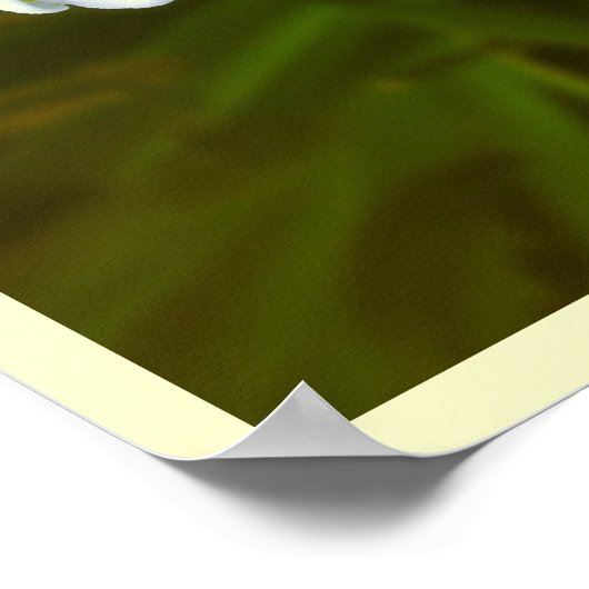 Daisy Blume Print Classic Daisies Poster Print (Ecke)