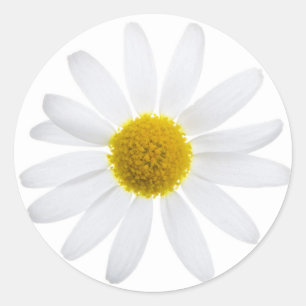Daisy Blume Runder Aufkleber