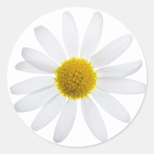 Daisy Blume Runder Aufkleber (Vorderseite)
