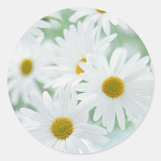Daisy Blume Runder Aufkleber (Vorderseite)