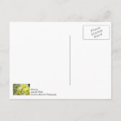 Daisy Bouquets denken Sie an Ihre Postkarte (Rückseite)