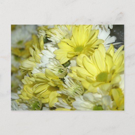Daisy Bouquets Postkarte (Vorderseite)