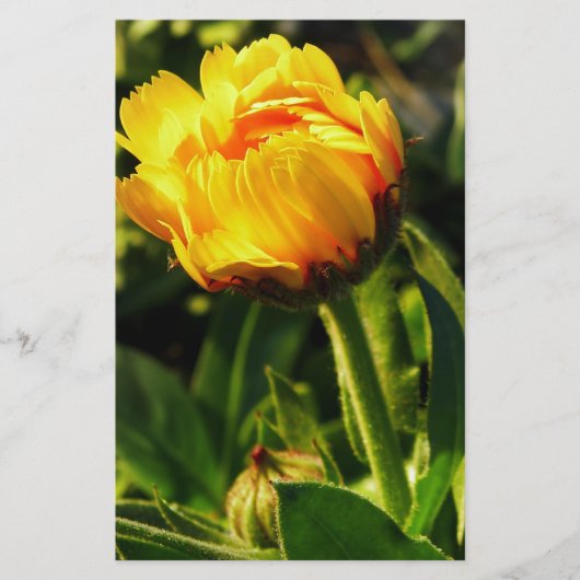 Daisy Briefpapier (Vorderseite)