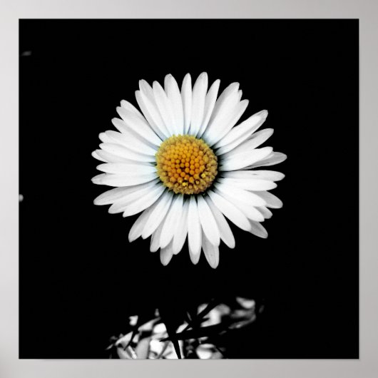 Daisy Canvas Print Poster (Vorne)
