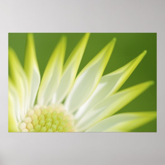 Daisy Canvas Print Poster (Vorne)