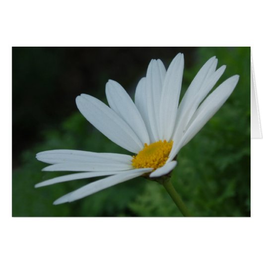 Daisy Card (Vorderseite (Horizontal))