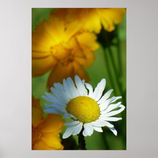 Daisy Chamomile Blume Floral Sunflower Lover Gesch Poster (Vorne)