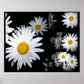 Daisy Collage Poster (Vorne)