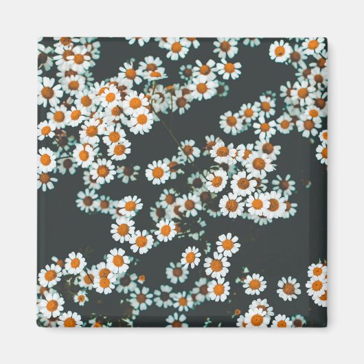 Daisy Daisies Floral Magnet (Vorne)