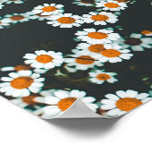 Daisy Daisies Floral Poster (Ecke)