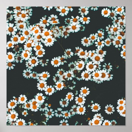 Daisy Daisies Floral Poster (Vorne)