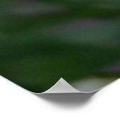 Daisy Daisies Fotos Closeups Poster (Ecke)