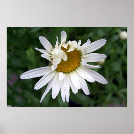 Daisy Daisies Fotos Closeups Poster (Vorne)
