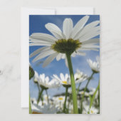 Daisy, Daisis, weiße Blume, Probe Dinner Einladung (Rückseite)