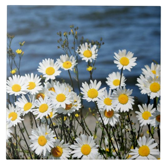 Daisy-Daisy Fliese (Vorderseite)
