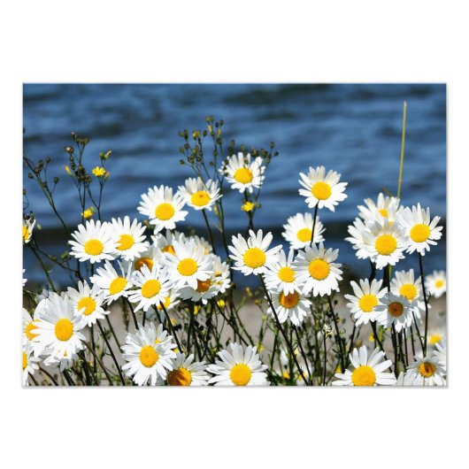 Daisy-Daisy Fotodruck (Vorne)